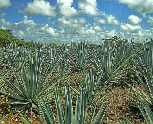a field of agave plants under a blue sky with white clouds