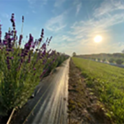 Sunrise on Battlefield Lavender Farm