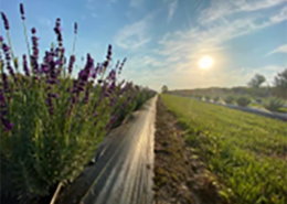 Sunrise on Battlefield Lavender Farm