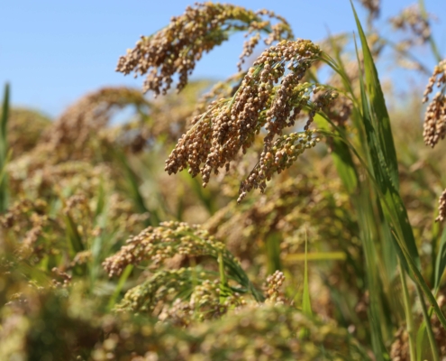 close-up of proso millet seedhead against blue sky