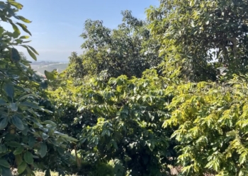 An avocado and coffee alley cropping system in San Diego, California