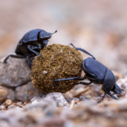 dung beetles making dung ball