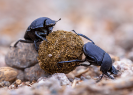 dung beetles making dung ball