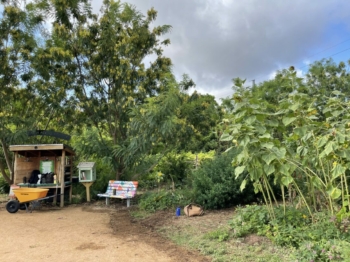 The Festival Beach Food Forest in Austin, Texas, produces a wide variety of food and medicinal plants in a small space