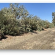 A native plant hedgerow alongside an almond orchard in California's San Joaquin Valley