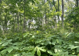 A pawpaw forest farming system with an overstory of native trees and an understory of pawpaw trees, in Nashville, Tennessee.