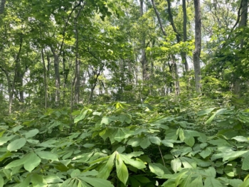 A pawpaw forest farming system with an overstory of native trees and an understory of pawpaw trees, in Nashville, Tennessee. 