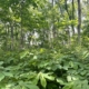 A pawpaw forest farming system with an overstory of native trees and an understory of pawpaw trees, in Nashville, Tennessee.