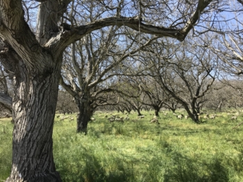A walnut and sheep silvopasture system in Winters, California. 