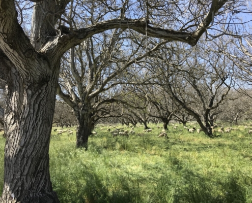 A walnut and sheep silvopasture system in Winters, California.