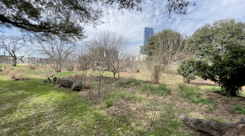Texas urban agroforestry project