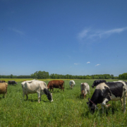 mixed-color cows grazing on green grass under blue sky