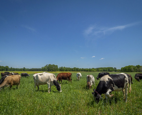 mixed-color cows grazing on green grass under blue sky