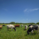 mixed-color cows grazing on green grass under blue sky