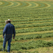 person walking away into field of windrowed alfalfa