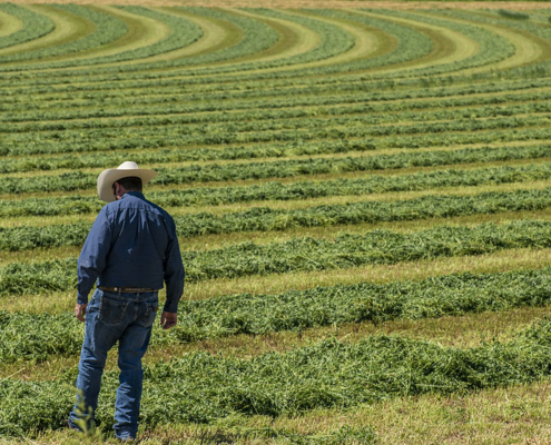 person walking away into field of windrowed alfalfa
