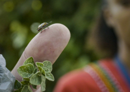 close-up of an insect walking on someone's finger, with a person of color in the background