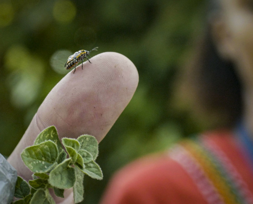 close-up of an insect walking on someone's finger, with a person of color in the background