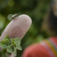 close-up of an insect walking on someone's finger, with a person of color in the background