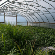 green plants growing on the ground in a hoophouse