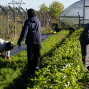 Three people work among row crops in an urban garden with hoop house in the background