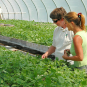 two people pointing at plants inside a hoophouse