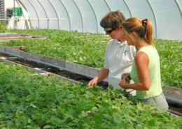 two people pointing at plants inside a hoophouse
