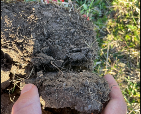 Very dense and compacted soil clod breaking off in horizontal plates underneath a 3-inch sod laye