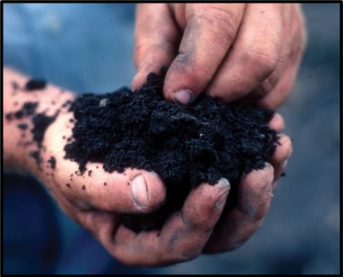 Healthy soil in hands