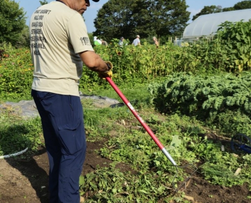 side view of man with hoe working in vegetable rows with high tunnels and trees in background