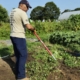 side view of man with hoe working in vegetable rows with high tunnels and trees in background