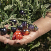 hand supporting cluster of black cherry tomatoes on the vine.