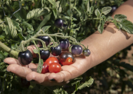 hand supporting cluster of black cherry tomatoes on the vine.