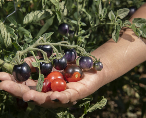 hand supporting cluster of black cherry tomatoes on the vine.