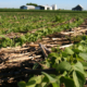 soybean seedlings growing in no-till residue from corn, with farm buildings on horizon in background
