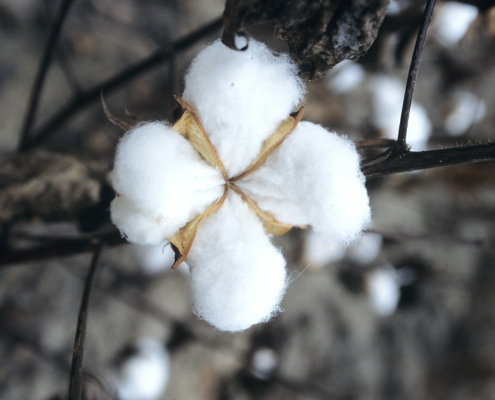 cotton boll growing in the field