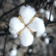 cotton boll growing in the field
