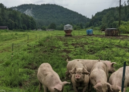 pastured pigs in a field with mountains behind and cloudy sky