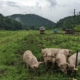 pastured pigs in a field with mountains behind and cloudy sky