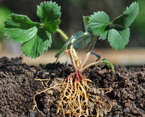 Strawberry plant with roots below soil surface