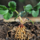 Strawberry plant with roots below soil surface