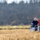 person on harvesting equipment moves through a rice field with trees in the background