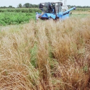 a blue combine harvesting grain in a field