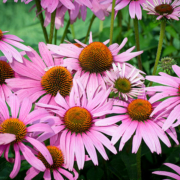 group of purple coneflowers against background of green plants