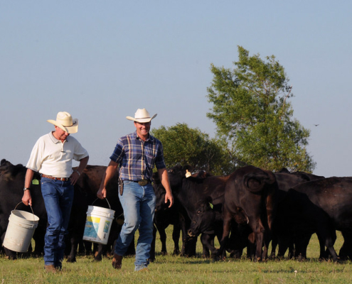 Two people in straw cowboy hats walk across a pasture in front of cattle, carrying buckets.