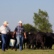 Two people in straw cowboy hats walk across a pasture in front of cattle, carrying buckets.