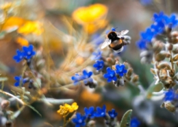bumblebee on bright blue flowers with yellow flowers in background