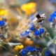 bumblebee on bright blue flowers with yellow flowers in background