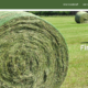 screenshot of Feedstuff Finder home page featuring photo of large round bales of hay in a field.