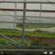 view into a hoop house with cover crops growing inside